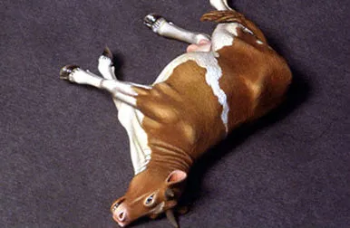 def-model-do35a02-dead-cow-figurine-1-35-r-sine image 1