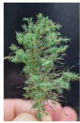 hagermann-hh-hgwk0224-branches-pin-camouflage-diorama-1-35-vert image 1